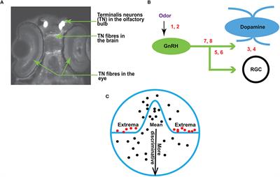 An Extreme Value Theory Model of Cross-Modal Sensory Information Integration in Modulation of Vertebrate Visual System Functions